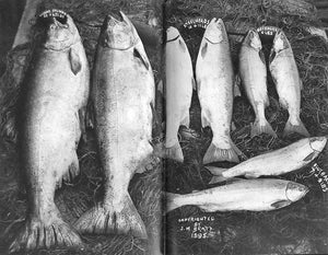 Columbia River Salmon - As Written in 1897