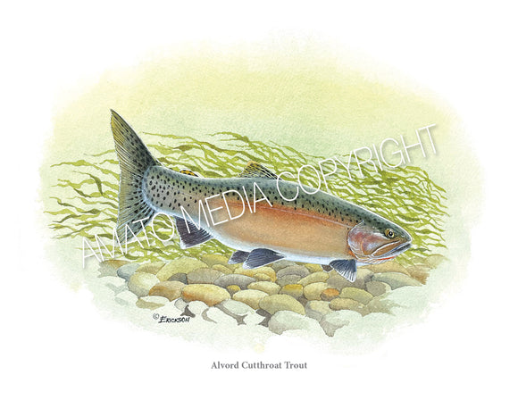 NATIVE TROUT OF NORTH AMERICA - 41 WATERCOLOR PRINTS by Vic Erickson - click on image to see all 41 prints