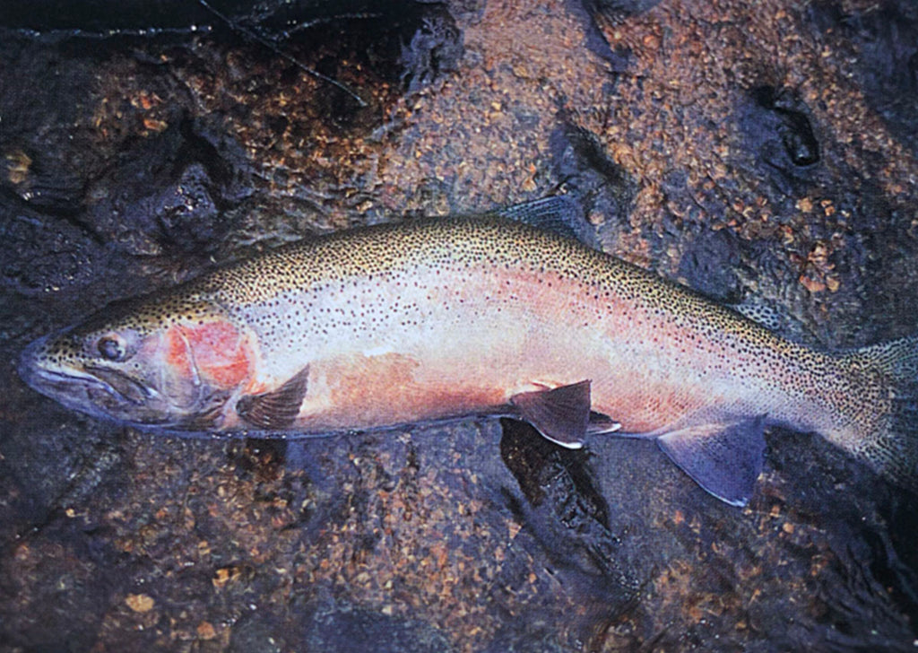 The Grande River - River Journal - Jim Bedford