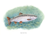 NATIVE TROUT OF NORTH AMERICA (Art Prints) - 41 SPECIES TO CHOOSE FROM - by Vic Erickson