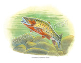 NATIVE TROUT OF NORTH AMERICA (Art Prints) - 41 SPECIES TO CHOOSE FROM - by Vic Erickson