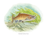 NATIVE TROUT OF NORTH AMERICA (Art Prints) - 41 SPECIES TO CHOOSE FROM - by Vic Erickson