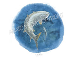 NATIVE TROUT OF NORTH AMERICA (Art Prints) - 41 SPECIES TO CHOOSE FROM - by Vic Erickson