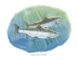 NATIVE TROUT OF NORTH AMERICA (Art Prints) - 41 SPECIES TO CHOOSE FROM - by Vic Erickson