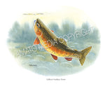 NATIVE TROUT OF NORTH AMERICA (Art Prints) - 41 SPECIES TO CHOOSE FROM - by Vic Erickson