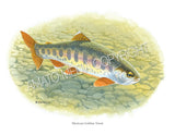 NATIVE TROUT OF NORTH AMERICA (Art Prints) - 41 SPECIES TO CHOOSE FROM - by Vic Erickson