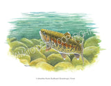 NATIVE TROUT OF NORTH AMERICA (Art Prints) - 41 SPECIES TO CHOOSE FROM - by Vic Erickson