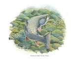 NATIVE TROUT OF NORTH AMERICA (Art Prints) - 41 SPECIES TO CHOOSE FROM - by Vic Erickson