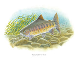 NATIVE TROUT OF NORTH AMERICA (Art Prints) - 41 SPECIES TO CHOOSE FROM - by Vic Erickson