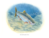 NATIVE TROUT OF NORTH AMERICA (Art Prints) - 41 SPECIES TO CHOOSE FROM - by Vic Erickson