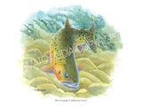 NATIVE TROUT OF NORTH AMERICA (Art Prints) - 41 SPECIES TO CHOOSE FROM - by Vic Erickson