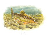 NATIVE TROUT OF NORTH AMERICA (Art Prints) - 41 SPECIES TO CHOOSE FROM - by Vic Erickson