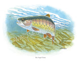 NATIVE TROUT OF NORTH AMERICA (Art Prints) - 41 SPECIES TO CHOOSE FROM - by Vic Erickson