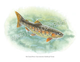 NATIVE TROUT OF NORTH AMERICA (Art Prints) - 41 SPECIES TO CHOOSE FROM - by Vic Erickson