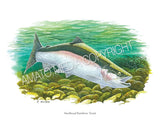 NATIVE TROUT OF NORTH AMERICA (Art Prints) - 41 SPECIES TO CHOOSE FROM - by Vic Erickson