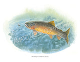 NATIVE TROUT OF NORTH AMERICA (Art Prints) - 41 SPECIES TO CHOOSE FROM - by Vic Erickson