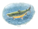 NATIVE TROUT OF NORTH AMERICA (Art Prints) - 41 SPECIES TO CHOOSE FROM - by Vic Erickson