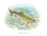 NATIVE TROUT OF NORTH AMERICA (Art Prints) - 41 SPECIES TO CHOOSE FROM - by Vic Erickson