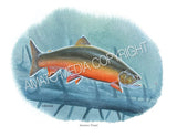 NATIVE TROUT OF NORTH AMERICA (Art Prints) - 41 SPECIES TO CHOOSE FROM - by Vic Erickson