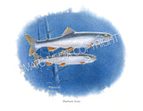 NATIVE TROUT OF NORTH AMERICA (Art Prints) - 41 SPECIES TO CHOOSE FROM - by Vic Erickson