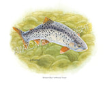 NATIVE TROUT OF NORTH AMERICA (Art Prints) - 41 SPECIES TO CHOOSE FROM - by Vic Erickson