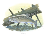 NATIVE TROUT OF NORTH AMERICA (Art Prints) - 41 SPECIES TO CHOOSE FROM - by Vic Erickson